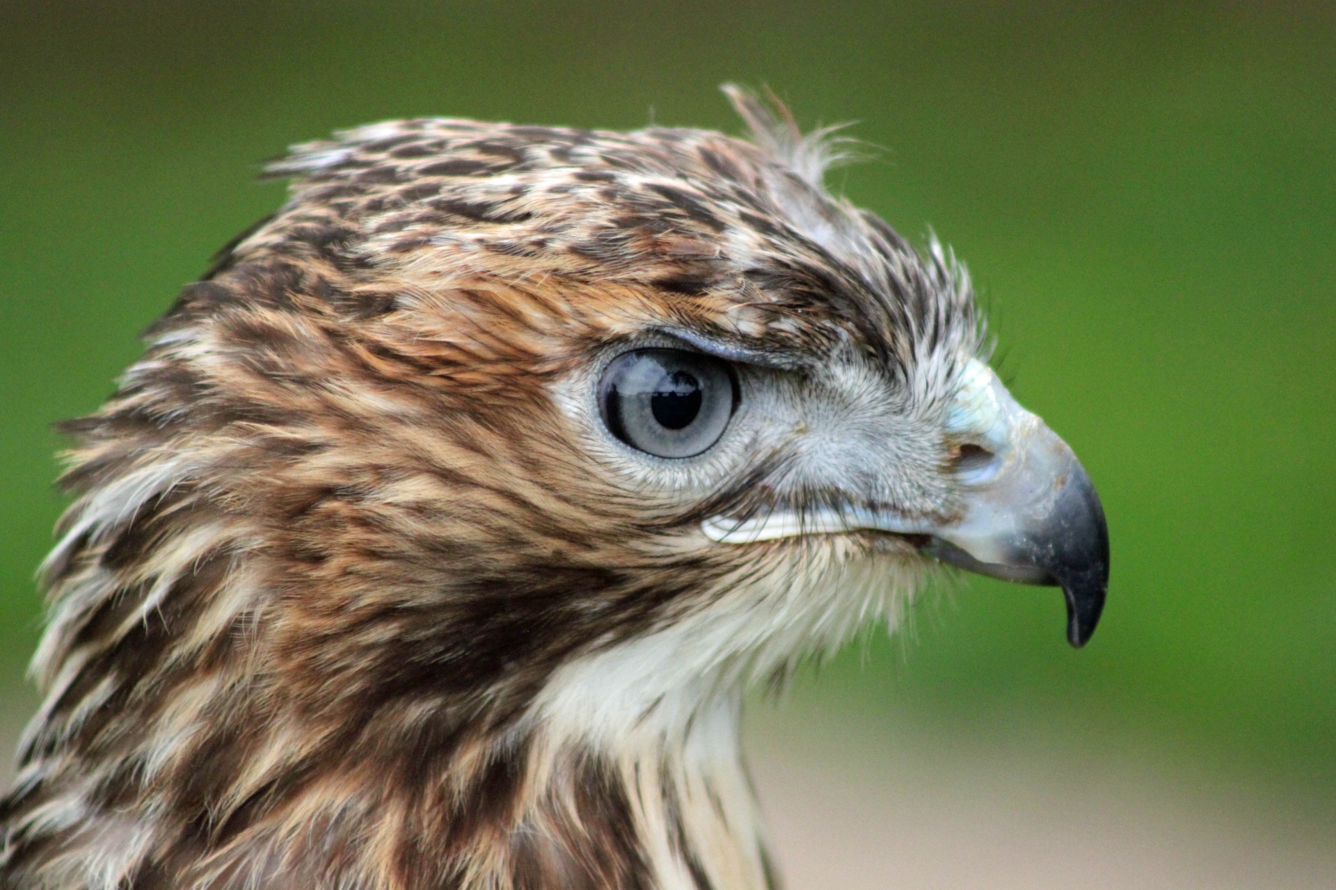 Limited edition from the bird of prey collection